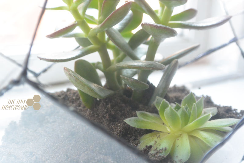 DIY terrarium with guide how to make